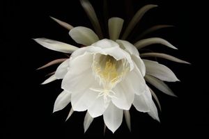 96d534f726332f1c0084b40fdd5c5823