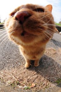 Ce38c66a61f55fe818f5e25c6e103ea2