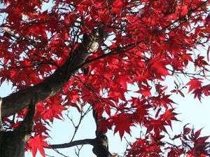 2ad92812e15bcaf01df2493459300bb3