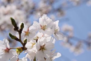 Ca373737d3f68a091b80155659bb3146