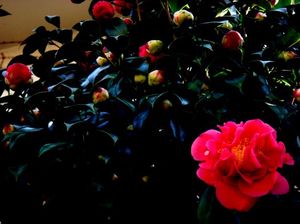 01ea0796b06c52cb4a071e4a8cf11d05
