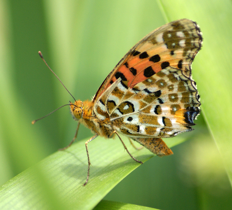 962d0f729843831cfa9fc2a61912f9d9