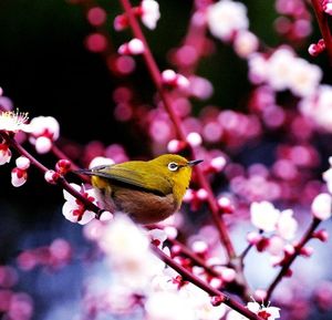 Aa39309092b9c68980dc48e77f20a575