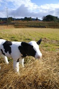 54f92adabb0435c25db9a92e4f69e7c0