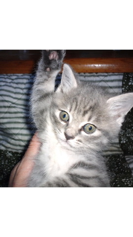 51faf93d46e1a548a3b087dc13aed244