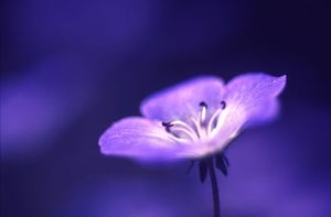 4736b79d173ab51e0e2630228bbad18c