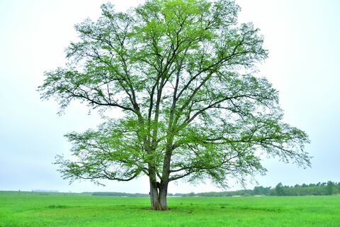 5cb38e4ab0f8f0bce5370c12d629bb8d