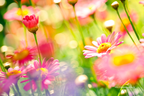 4a6cde3d27de2f5aec63ab2af992310a