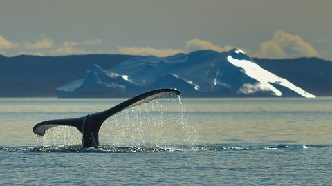 778ca12bddbb17f94d2ba76982eaec77