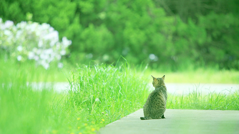 29ce38978a163c82fee3e60a92e64447