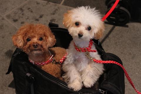 61d9a1fb4d0f4532ed360c9373e9b75b