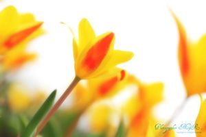 34c09c214ded476c25b138c7963aa91e