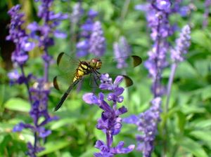 Ed365fc7c9e367d561107f4009ad2033