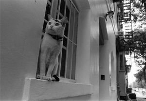 C32ccb07a39e98047548185ba00c7fd9