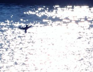 296ca294367c30559a084baa5c942e98