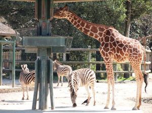 77445e11af415c3dfb54aa69016b504c