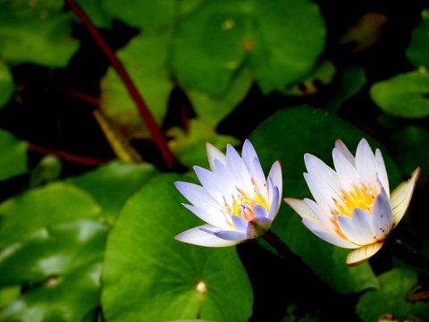 E2efabd5ebe6cd489442668ade0f0d9d