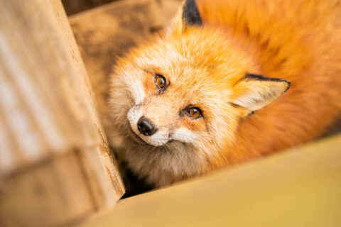 0148110e977ab528535a55756ecbd047