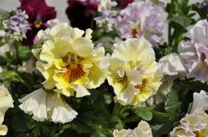 6bdc124d9c0d11a1024c2f42e8c528b3