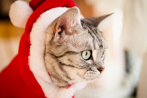 24cbc8ebfaca260490db6fd086aaa276