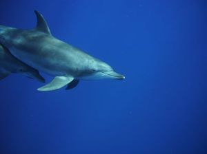 A96dd5a21c3530b95ce6e6a5d8c440ed