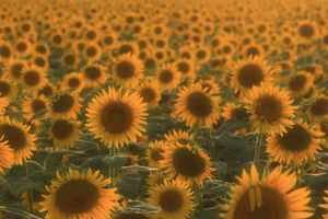 214bef8aba19b200af5dbc786bf26476