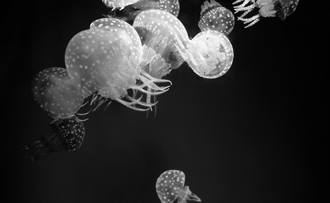 166c738045c4dfba9f366c01ed37eba4