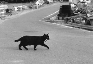 C6c9af8438cadb4741f59f60f26e0baa