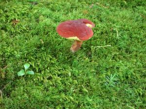 0dd4918f6c3ea64bf1b8fb79254360f0