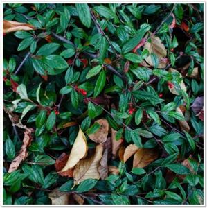 14c28cb0266fd96e2fae93d02cd951ff