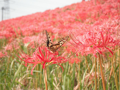 72cc682df66e2e138799053dbee91548