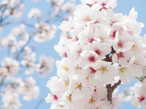 B2cc0d90ea3d17393ba97740049fdb5b