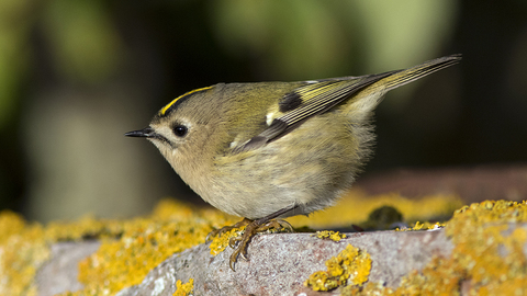 Bf1b2b8333e4b1d6fe2a2f20a9ac4530