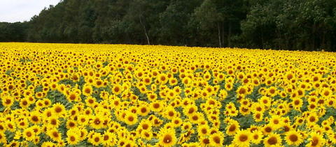 331487a8d24711e8df7507a4f5cfbe7c