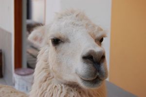 37db962e7faf4b8cc9c09b2b80b09eee