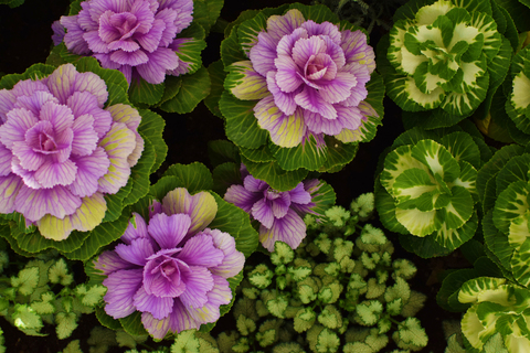 Dc1b69ac0f8323825aa0d7fd74023d6e