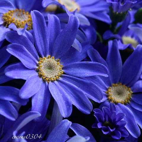 5fb7027371ea57bf66437ad4be9afc91