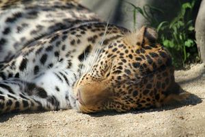 A3e1afb2630af73c7308b9732af88954