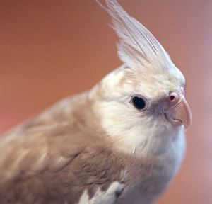 9120a08b04c59eac9bc41394b871ce3d