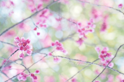 9fa32a6cf0e4cd0a4261005a304bbc74