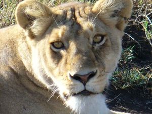 E731a160e77a5fff74e6cc629f1c19f1