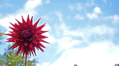 C09a5135f92d487d9b99f6a9886e0bf0