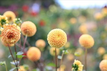 8fd8bee109080a2ca64277605320331d