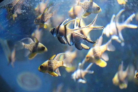 Ae32e0b53d8257be4b40646d628503f9