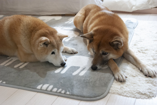 Ca7e0310ebaa19ff2b842568b28893be