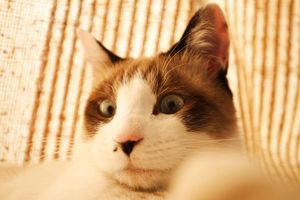 31791a6e872242e6d7af12106e2bccc4