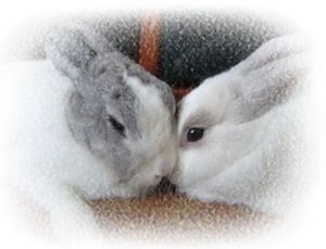 13e48da30d99128309d8dc7e218511b6