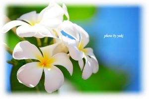 8fd8eb4a354ca7ffacf4d8986bf9cb03