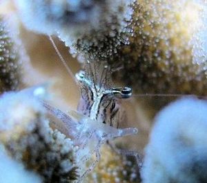 706243eb6ea1273ab1d685335bff2e17