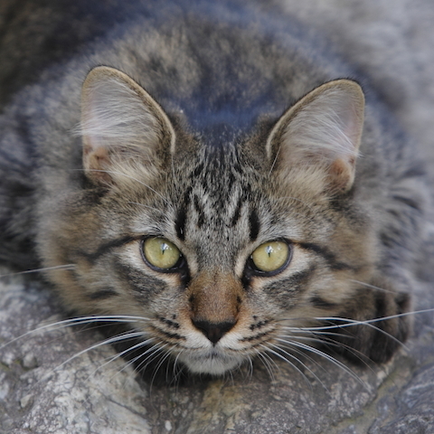 4ce4a404a9dd8724b51be6ec4dcba146